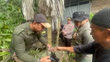 Konflik Monyet Ekor Panjang di Indragiri Hilir Riau dan Langkah Penanganannya