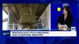 Tren Penurunan Produksi Minyak Kayu Putih Indonesia dan Analisis Penyebabnya