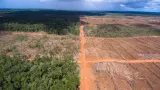 Dino Patti Djalal Mengingatkan Ancaman Deforestasi Papua Terhadap Target Emisi