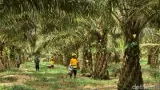 Peran Pangkalan Bun dan Kontribusi Industri Kelapa Sawit Berkelanjutan di Indonesia