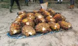 Faktor Pendorong Ekspor Sawit Pangkalan Bun Sumbang Negara Rp 1,74 Triliun