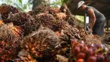 Potensi Dampak Kebijakan Mandatori B50 terhadap Volume Ekspor Kelapa Sawit Indonesia