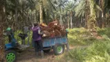 Krisis Solar Menghantam Petani Kelapa Sawit Sumatra dan Kalimantan
