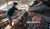 Perluasan Akses Pasar Dinilai Penting untuk Perkuat Investasi Sektor Protein Nasional