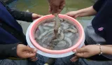 Cara Menyelidiki Fenomena Udang Naik ke Daratan di Kalimantan Selatan