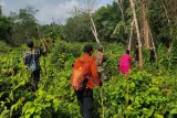 Tim SAR Gabungan Cari Lansia 80 Tahun yang Hilang di Perkebunan Meranti