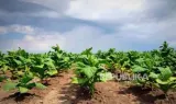 Syngenta Dorong Teknologi Biostimulan CUPRINOMAT untuk Hadapi Dampak Perubahan Iklim